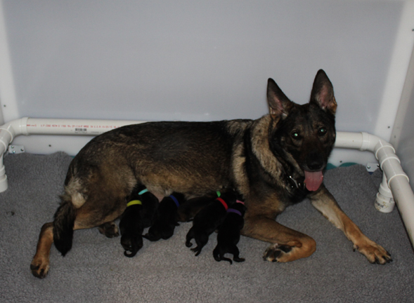 khaleesi rossa van den heuvel with puppies